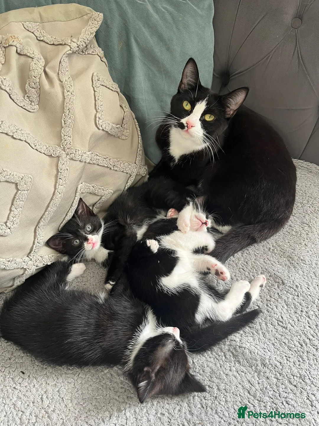 British Shorthair cats for sale: tuxedo kittens  - Advert 1
