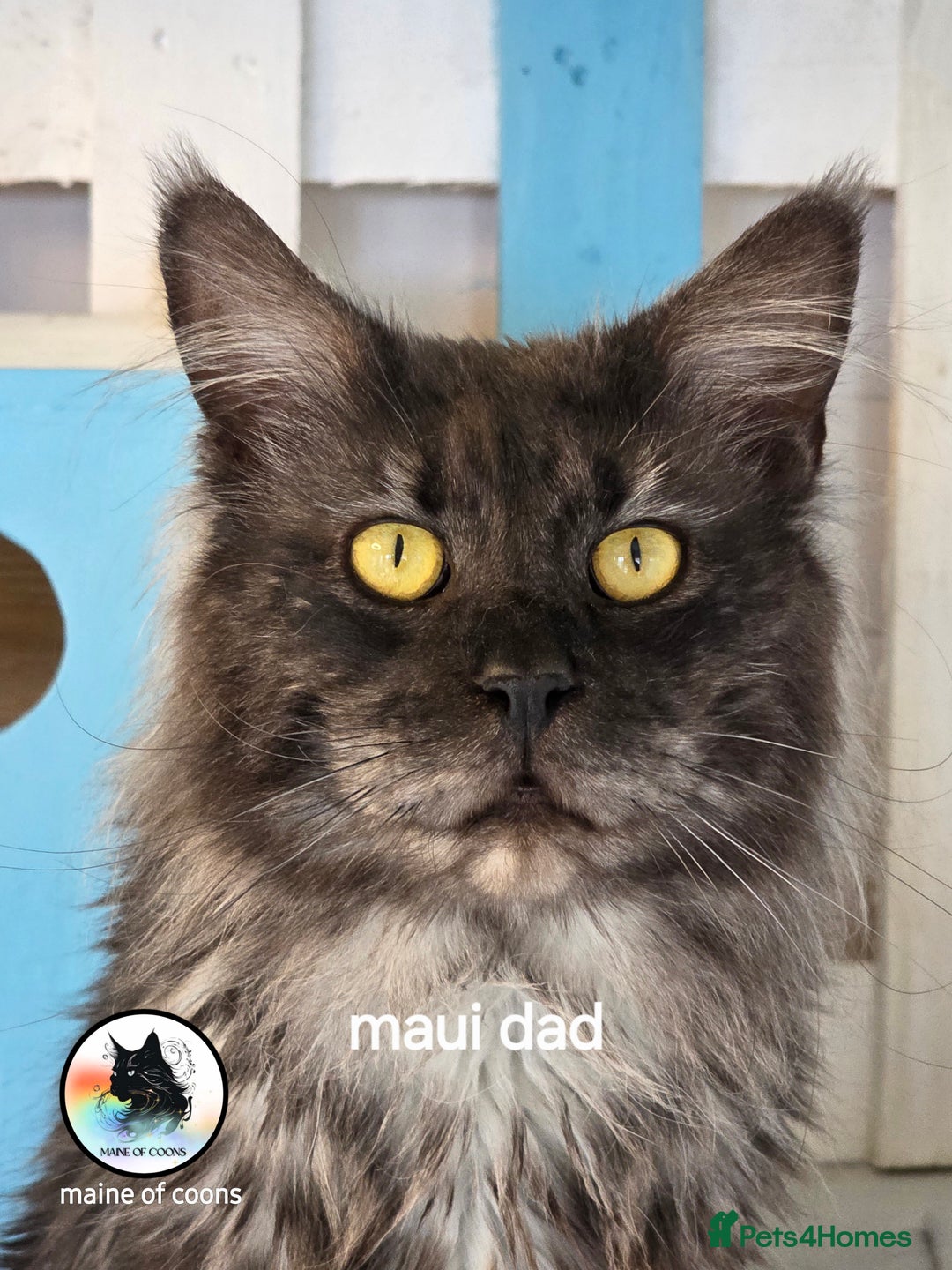 Maine Coon cats for sale: Maine coon kittens - Image 22