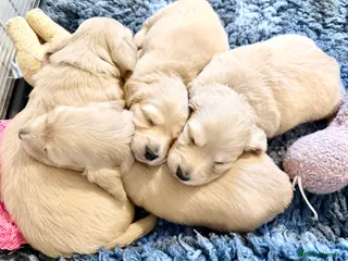 Miniature Dachshund dogs Beautiful miniature long haired cream dachshunds - Advert 1