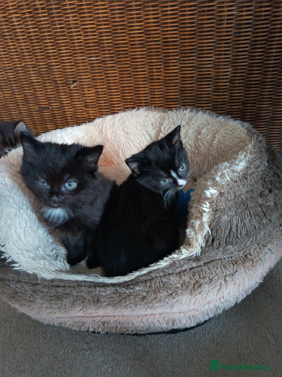 Mixed Breed cats for sale: 4 beautiful kittens - Advert 5