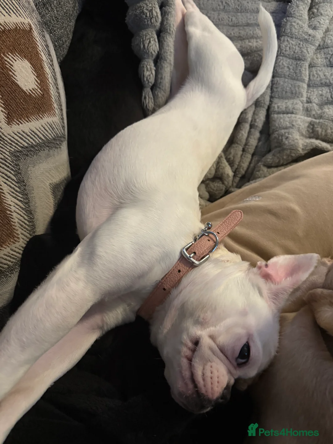Mixed Breed dogs for sale: Beautiful French bulldog X Boston Terrier female - Advert 3