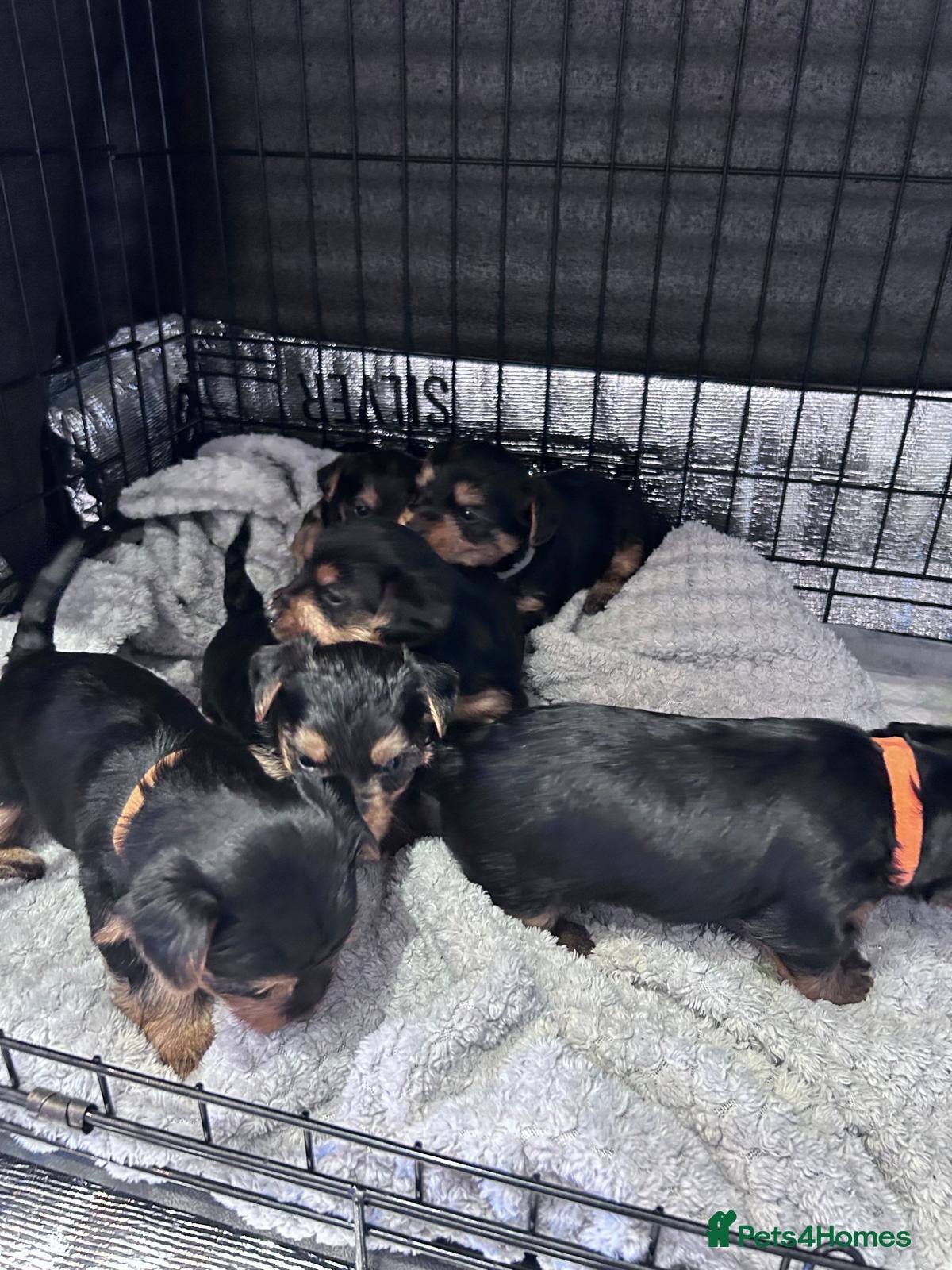 Yorkshire Terrier dogs Yorkshire terrier puppies  - Advert 5