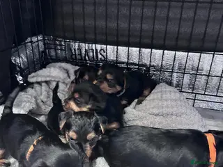 Yorkshire Terrier dogs Yorkshire terrier puppies - Advert 5