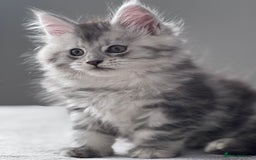 Maine Coon cats for sale: ✨🌟Beautiful The last little boy Maine Coon 😻🌟✨ - Image 13