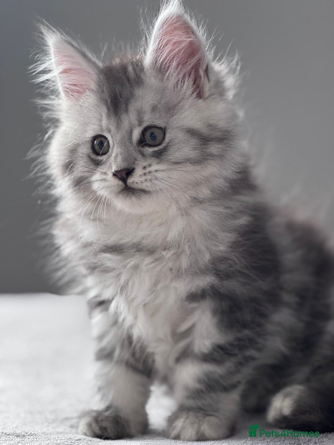Maine Coon cats for sale: ✨🌟Beautiful The last little boy Maine Coon 😻🌟✨ - Image 13