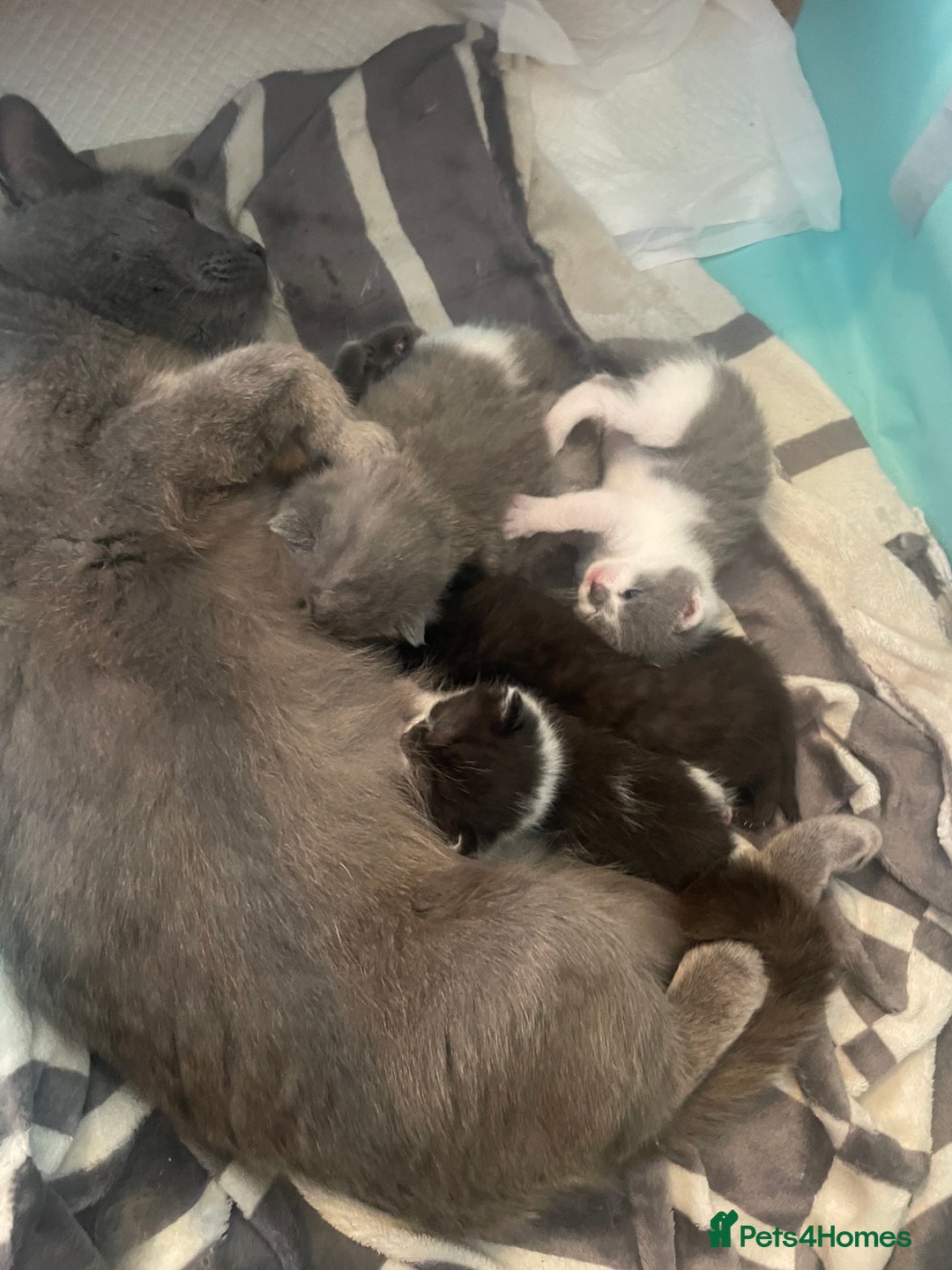 British Shorthair cats for sale: 5 kittens mixed litter 9 weeks old, ready now!  - Image 16