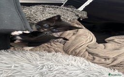 Mixed Breed cats for sale: Gorgeous short hair British Kittens  - Image 2