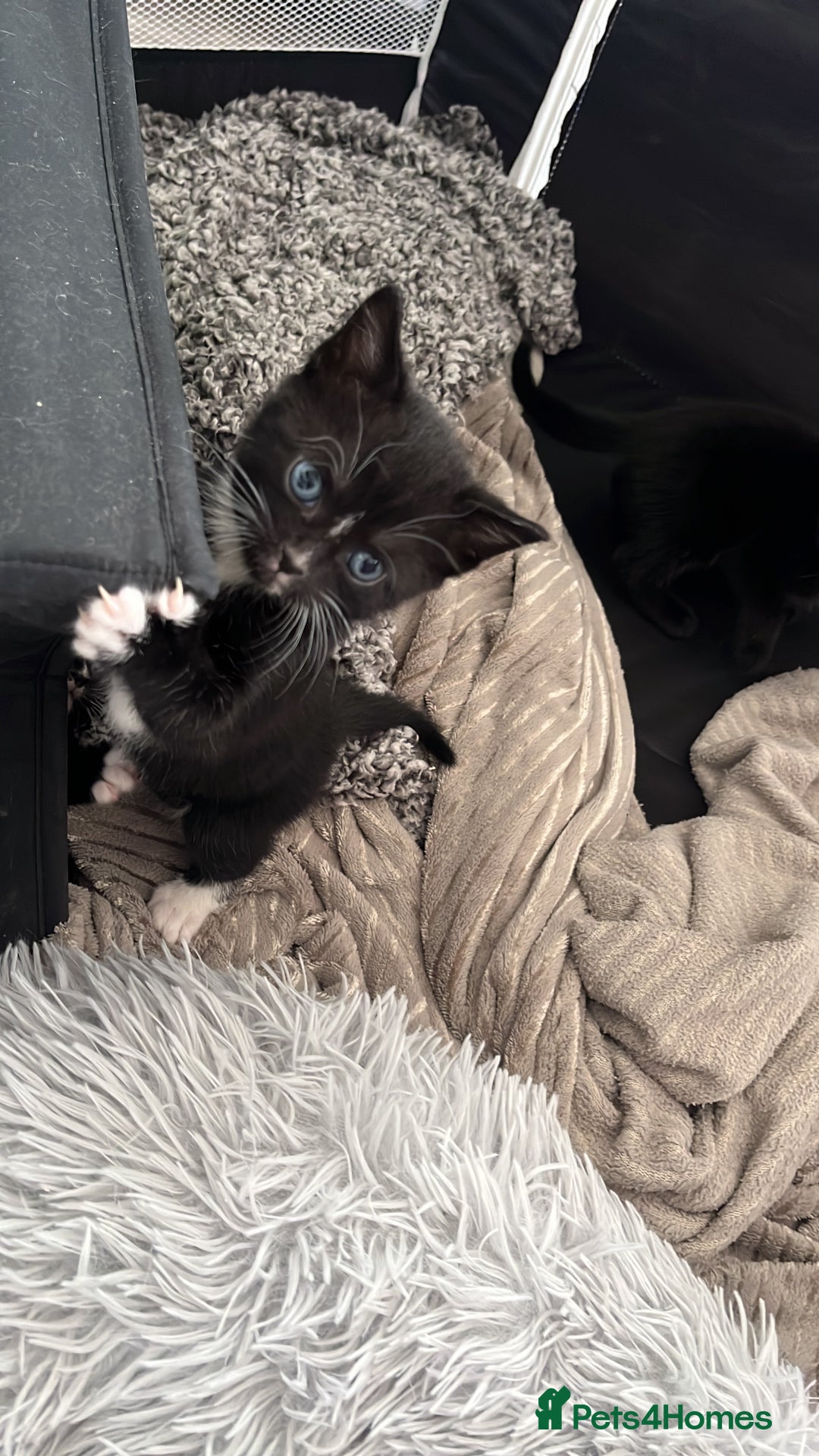 Mixed Breed cats for sale: Gorgeous short hair British Kittens  - Image 2