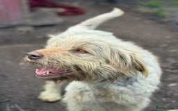 Mixed Breed dogs for adoption: SZITA, a Lovely Big Girl - for a Loving Home - Image 4