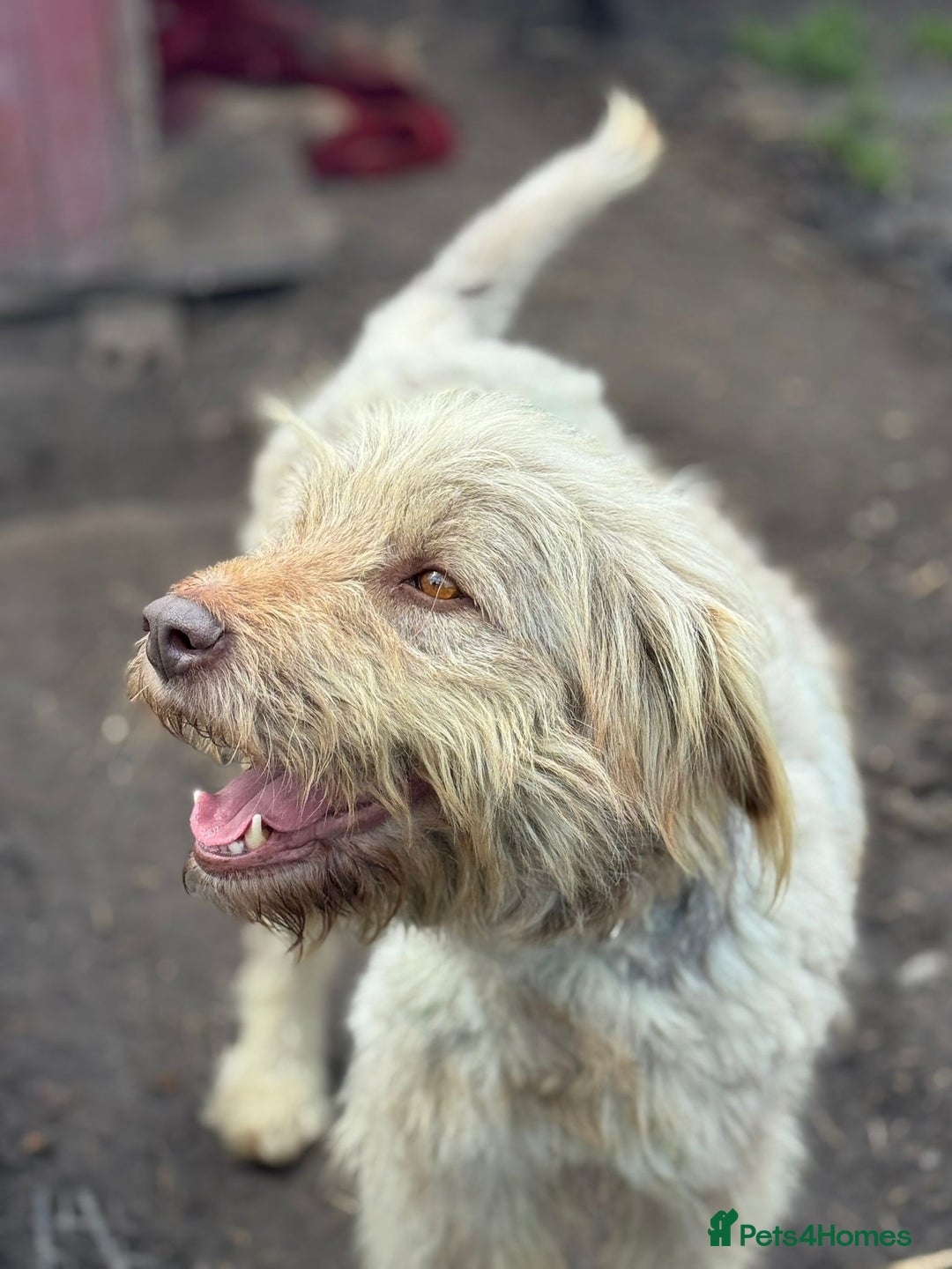 Mixed Breed dogs for adoption: SZITA, a Lovely Big Girl - for a Loving Home - Image 4