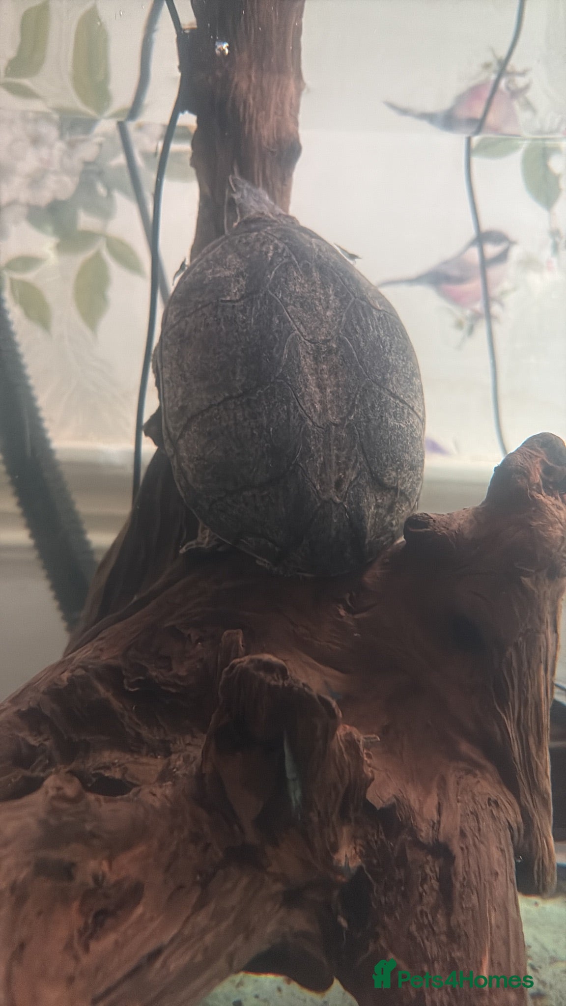 Turtle reptiles Musk turtle  - Advert 1