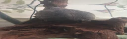 Turtle reptiles for sale: Musk turtle  in Prestatyn - Advert 1