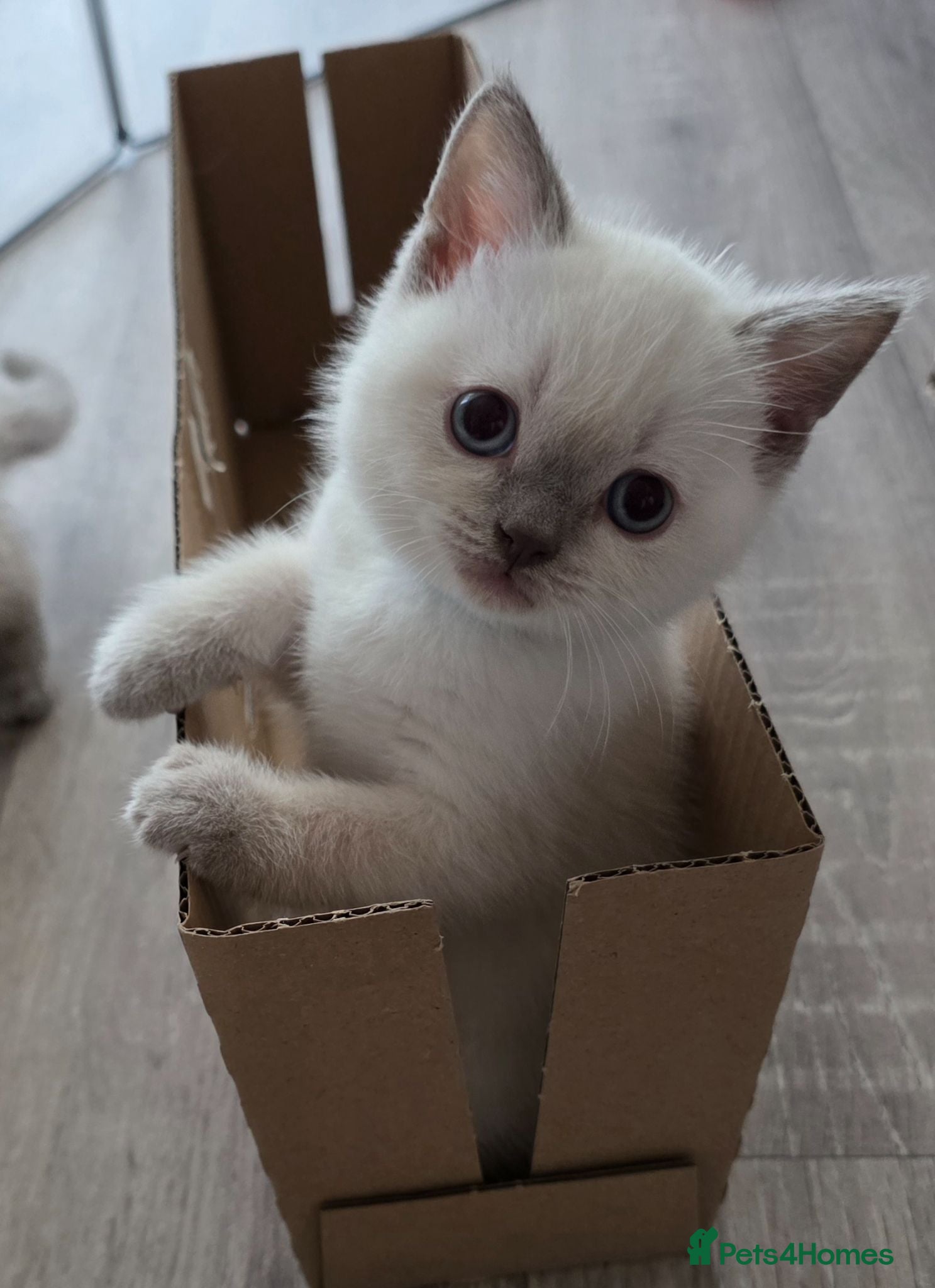 British Shorthair cats Stunning BSH Blue Eyed Kittens - Advert 2