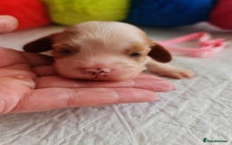 Cavapoo dogs for sale: 🥇Finest Quality Beautiful Toy Cavapoos🥇 - Image 2