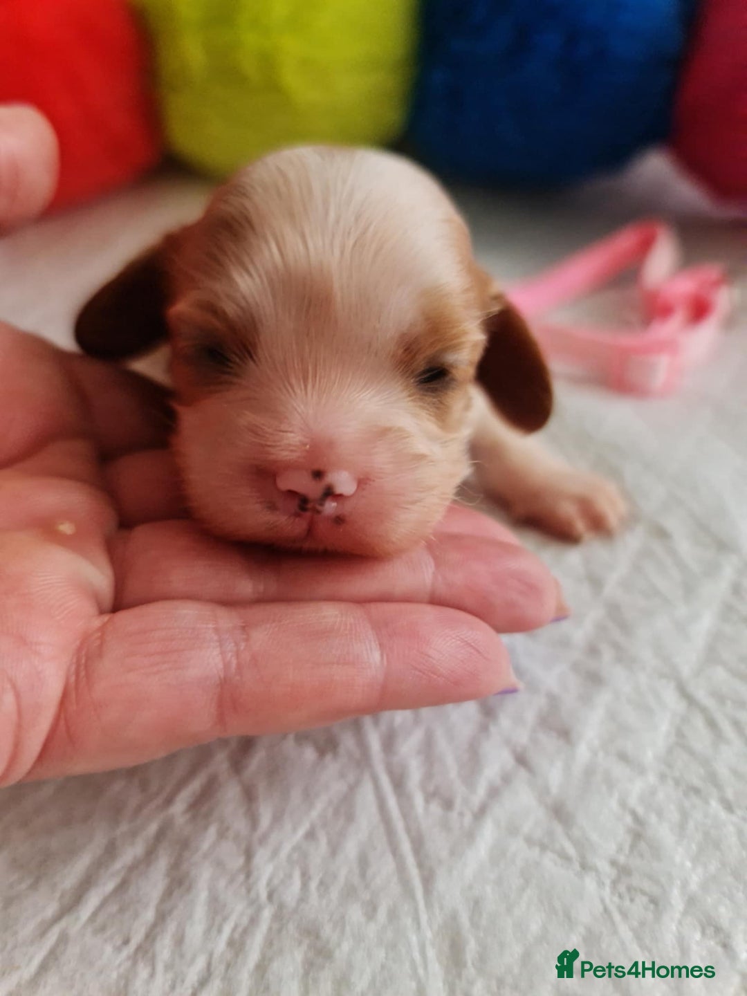 Cavapoo dogs for sale: 🥇Finest Quality Beautiful Toy Cavapoos🥇 - Image 2