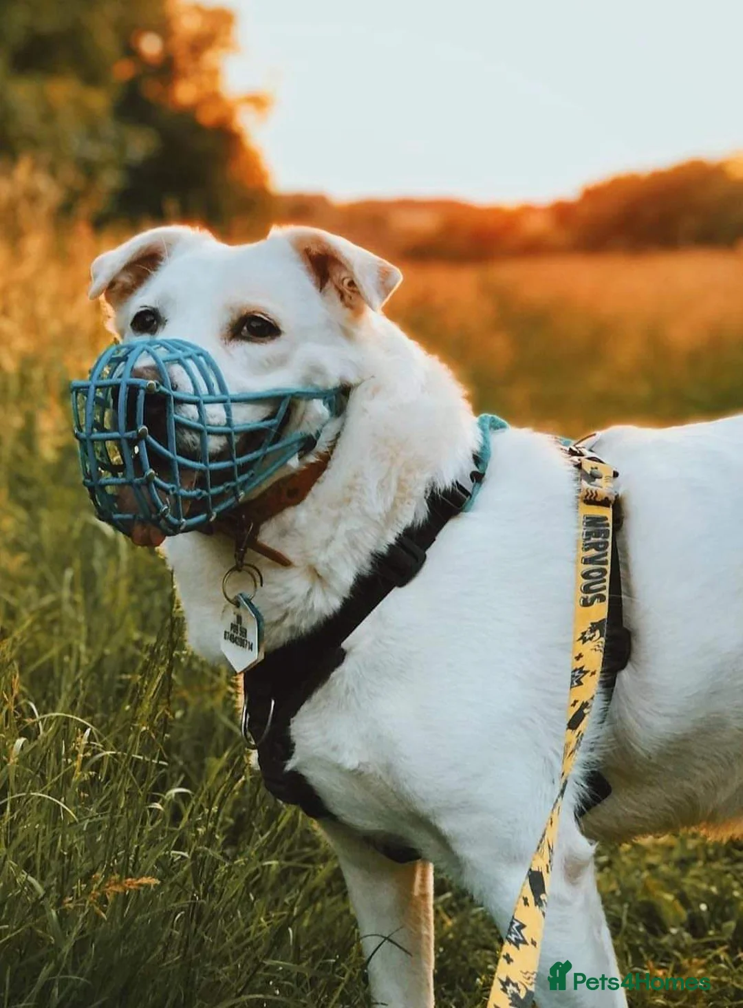 Mixed Breed dogs for adoption: Meet Biscuit, currently residing in Hampshire  in Havant - Advert 16