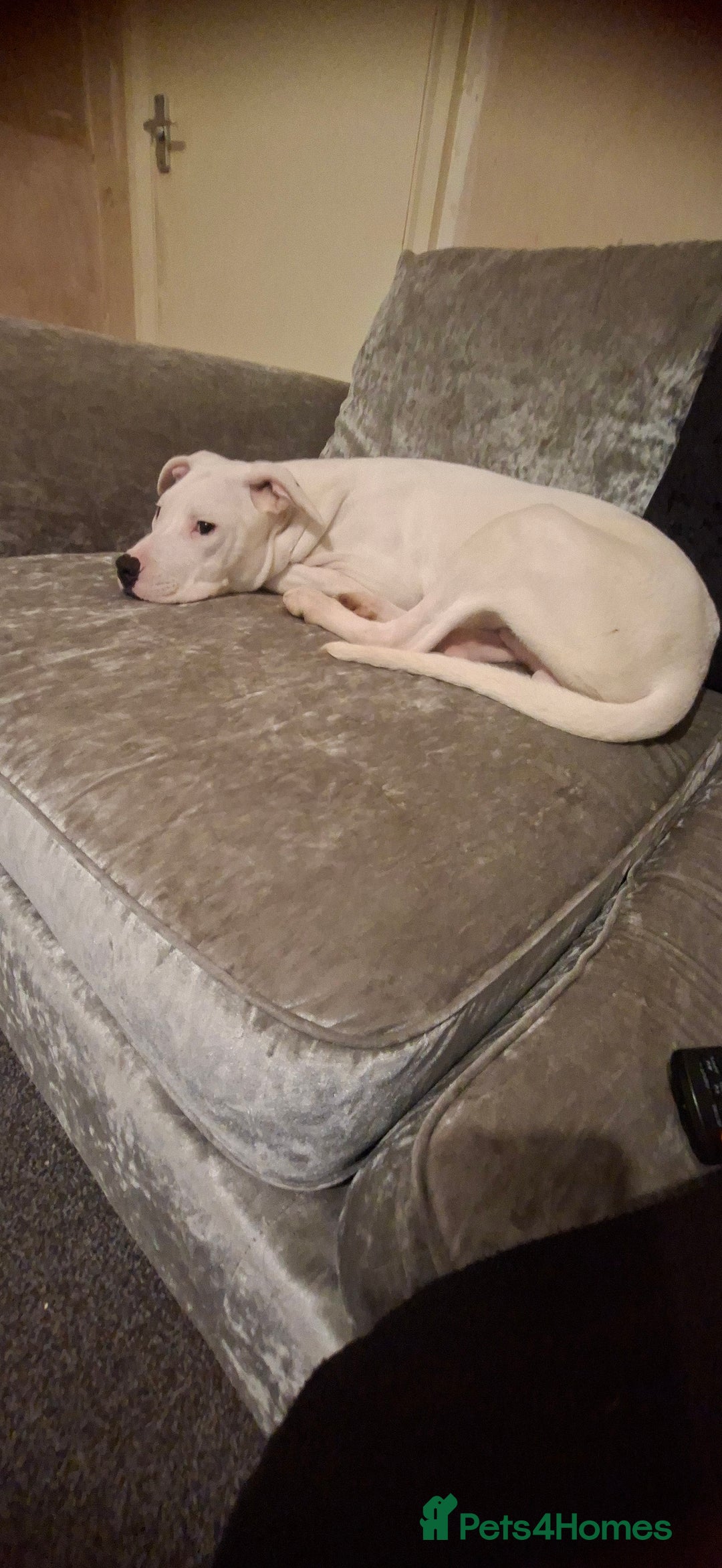 American Bulldog dogs for sale: Male puppy - Image 4