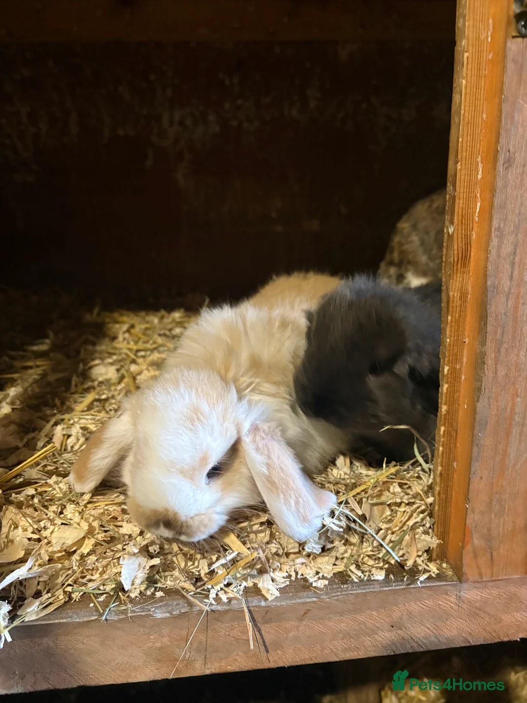 French Lop rabbits for sale: 3 beautiful baby lop boys  in Leeds - Advert 2