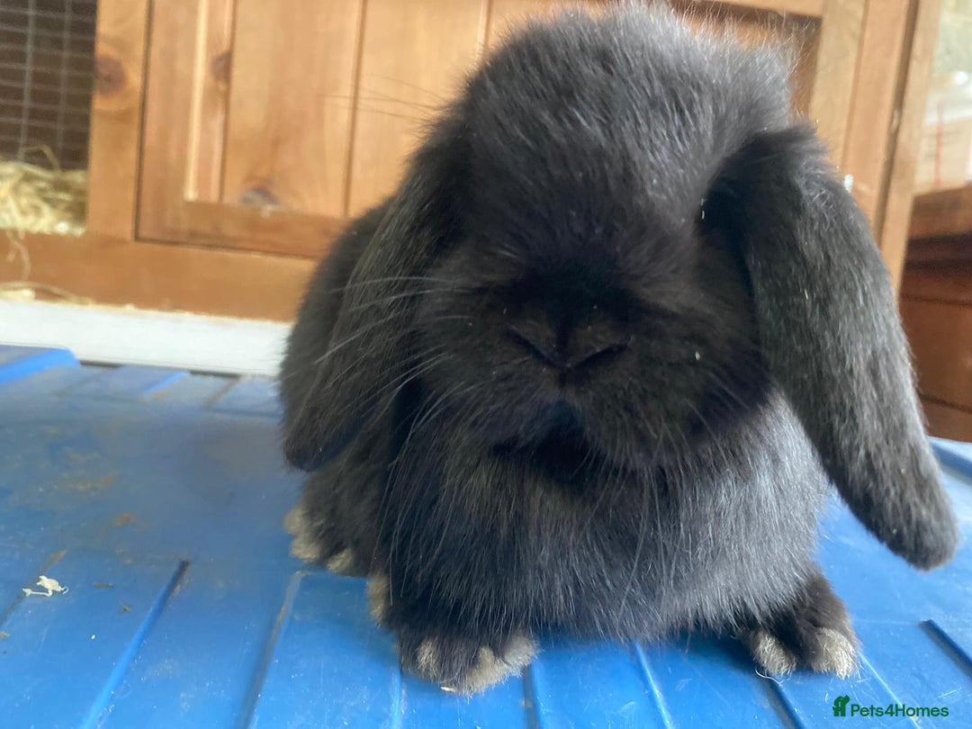 Mini Lop rabbits for sale: VACCINATED/wormed/flead mini lop babies  - Image 4