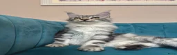 Maine Coon cats for sale: TICA Pedigree Registered Maine Coon Kittens - Advert 30
