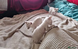 Bengal cats for sale: Cuddly charity donation pay monthly - Image 6