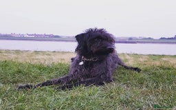 Mixed Breed dogs for sale: Rehoming older labradoodle x Lurcher - Image 1