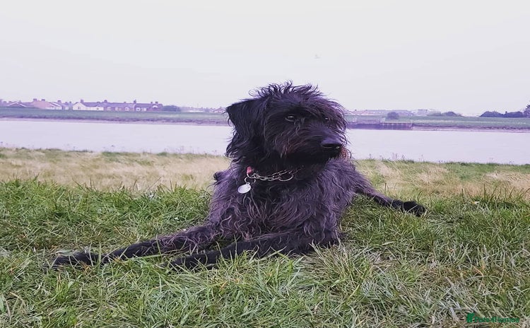Mixed Breed dogs - Advert 7