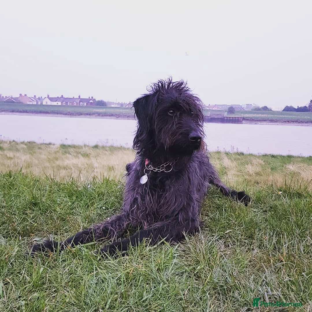 Mixed Breed dogs for sale: Rehoming older labradoodle x Lurcher - Image 1
