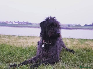 Mixed Breed dogs Rehoming older labradoodle x Lurcher - Advert 7