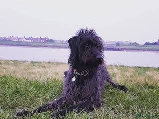 Mixed Breed dogs Rehoming older labradoodle x Lurcher - Advert 3