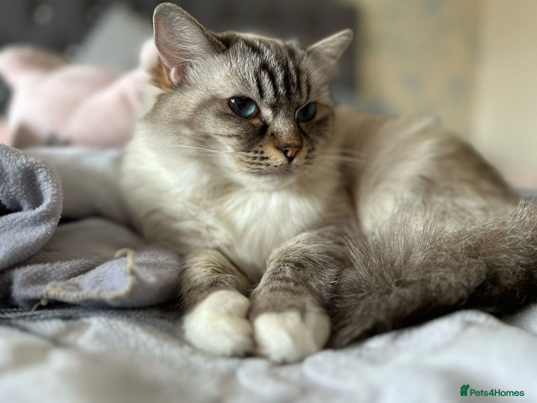 Ragdoll cats for sale: Selling a Tabby Ragdoll on GCCF ACTIVE REGISTER - Image 3