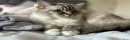 Ragdoll cats for sale: Active GCCF-registered Tabby Ragdoll  - Advert 9
