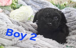 Shihpoo dogs for sale: Shihpoo Shih Tzu x Poodle (Shoodle) Puppies - Image 8