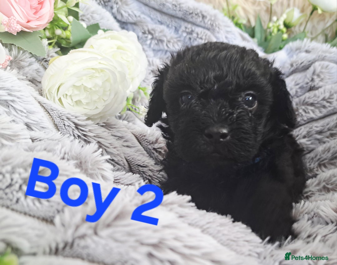 Shihpoo dogs for sale: Shihpoo Shih Tzu x Poodle (Shoodle) Puppies - Image 8