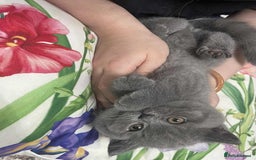 British Shorthair cats for sale: Beautiful British Shorthair Kittens  - Image 3