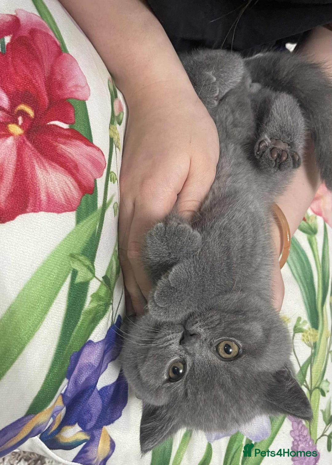 British Shorthair cats for sale: Beautiful British Shorthair Kittens  - Image 3
