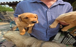 Labrador Retriever dogs for sale: Kc reg  yellow lab puppies 🐶  - Image 18