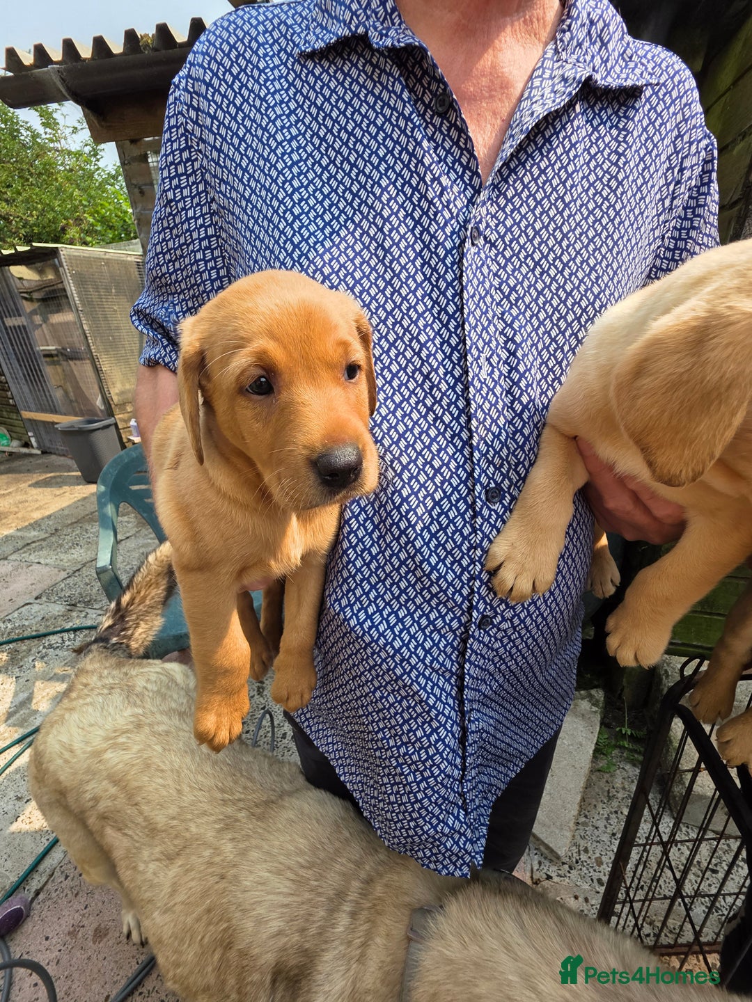 Labrador Retriever dogs for sale: Kc reg  yellow lab puppies 🐶  - Image 18