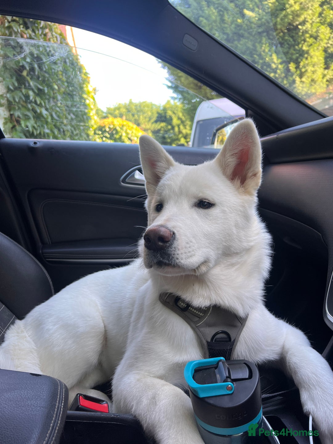 Akita dogs for sale:  2 Beautiful white American Akita female in Wolverhampton - Image 4