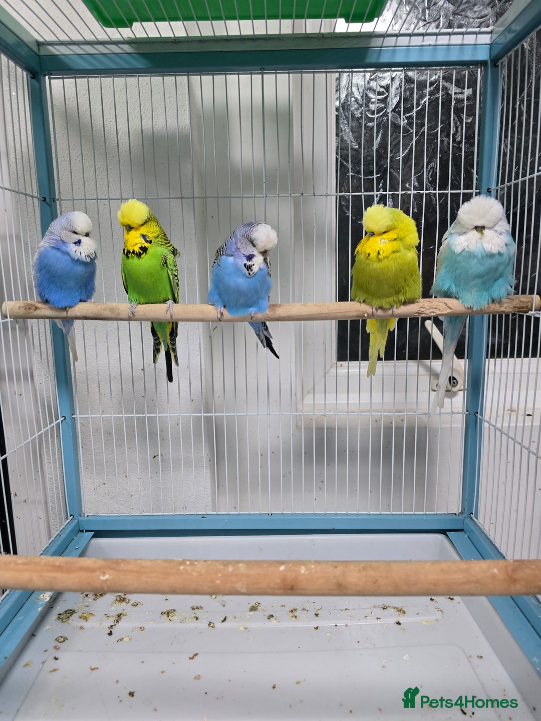 Budgerigars birds for sale: Exhibition Budgies - Advert 1