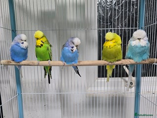 Budgerigars birds Exhibition Budgies - Advert 7