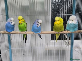 Budgerigars birds Exhibition Budgies - Advert 4