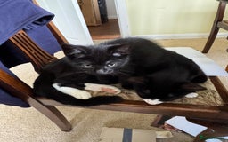 British Shorthair cats for sale: One black kitten left  - Image 1