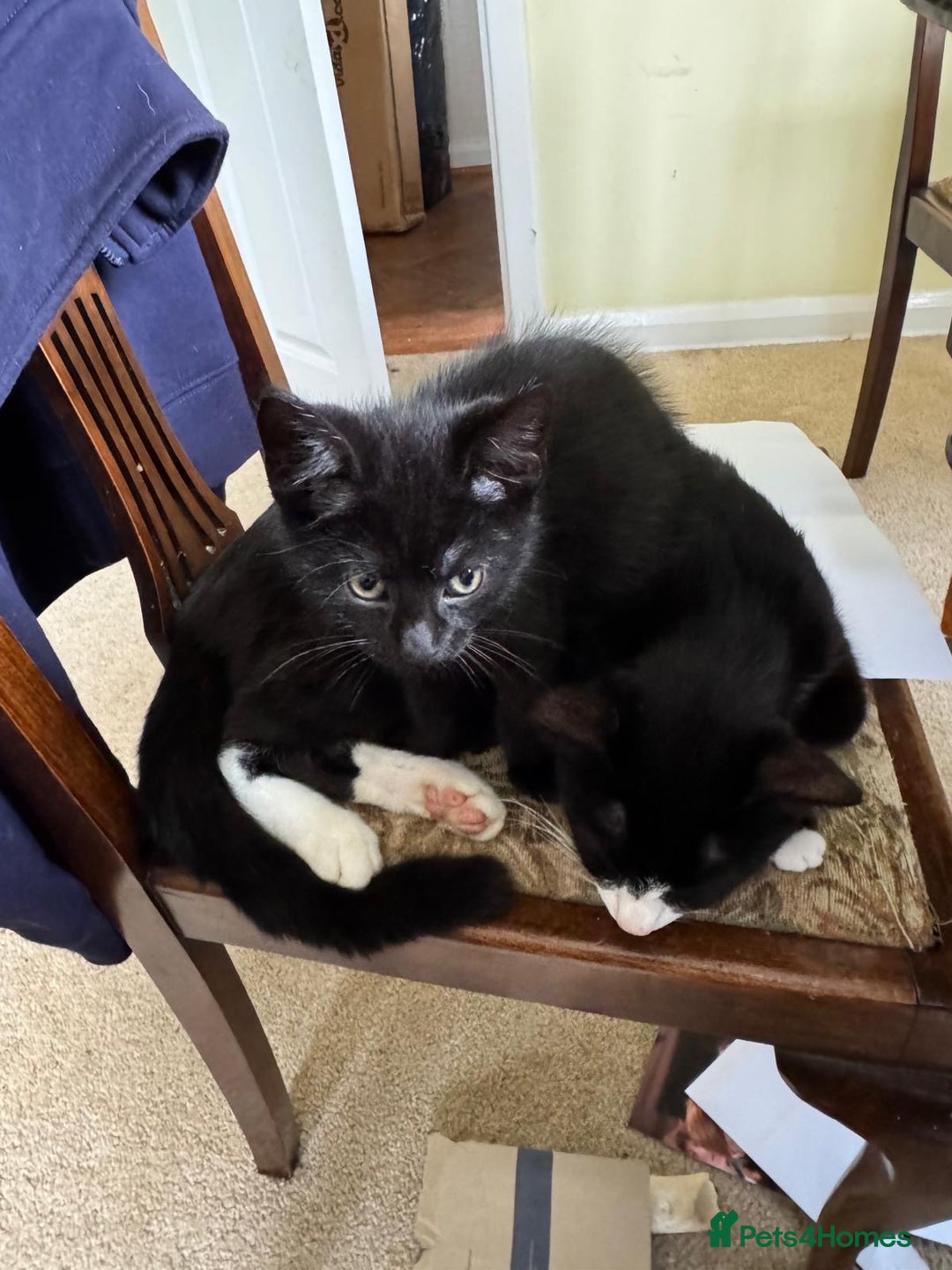 British Shorthair cats for sale: One black kitten left  - Image 1