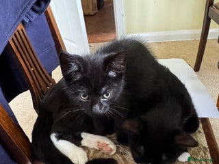 British Shorthair cats for sale - Advert 1