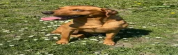 Labrador Retriever dogs for stud: KC Labrador for Stud 16 Champions in Lineage - Advert 5