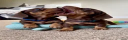 Miniature Dachshund dogs for sale: Trainer Raised Mini Dachshund Puppies - Advert 11