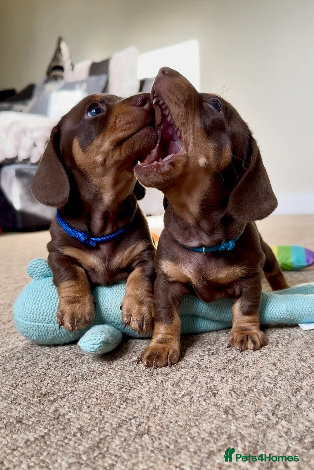 Miniature Dachshund dogs for sale: Trainer Raised Mini Dachshund Puppies - Advert 11