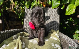 Newfoundland dogs for sale: Outstanding Newfoundland babies  - Image 12