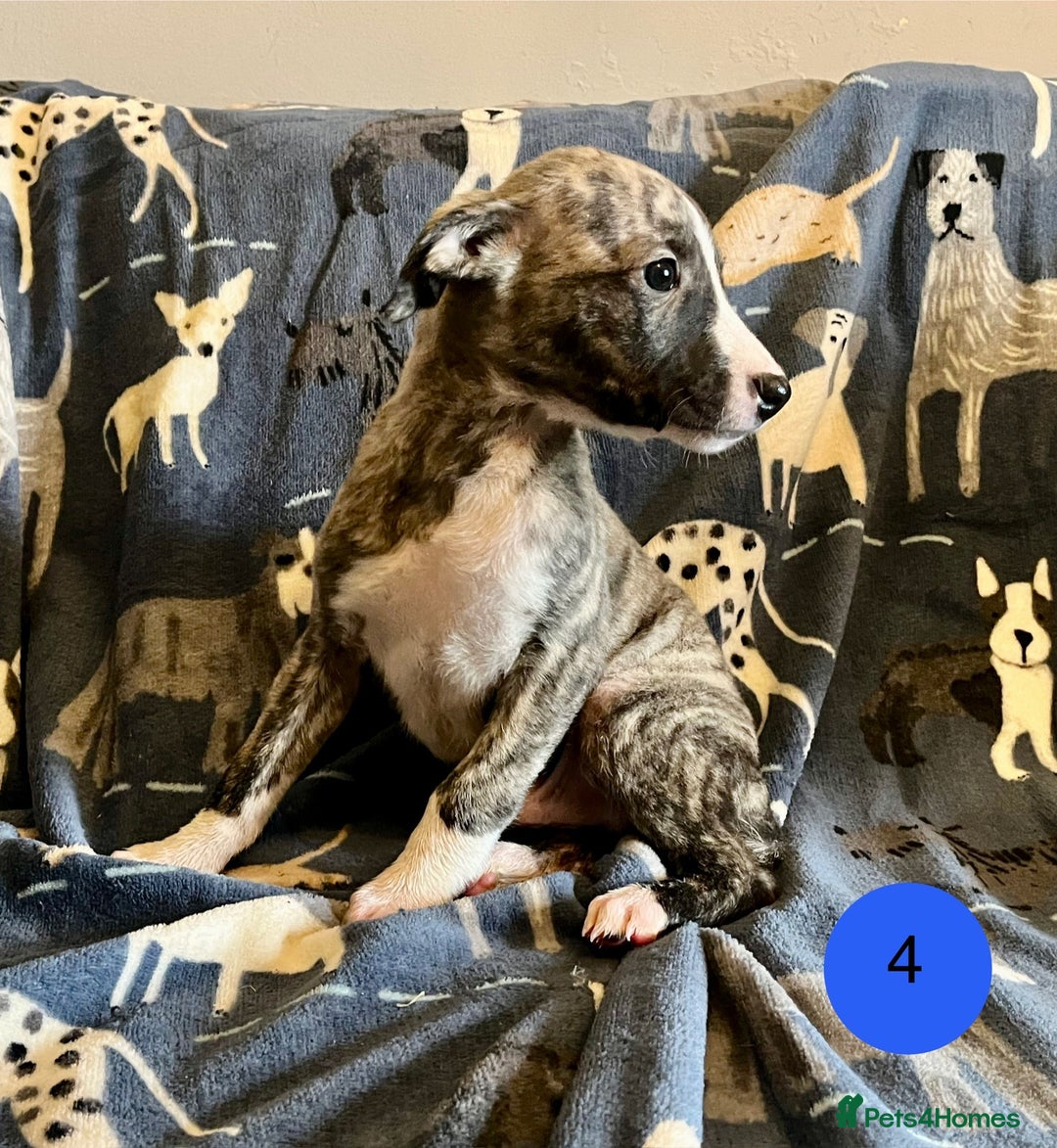 Whippet dogs for sale: KC Reg Whippet Puppies - Advert 13